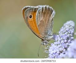 Attēlu rezultāti vaicājumam “Coenonympha pamphilus”