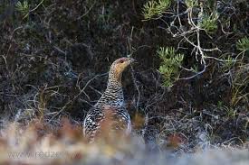 Attēlu rezultāti vaicājumam “Tetrao urogallus female”