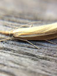 Attēlu rezultāti vaicājumam “Agriphila selasella”