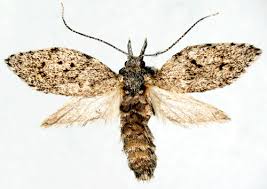 Attēlu rezultāti vaicājumam “Diurnea fagella”