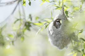 Attēlu rezultāti vaicājumam “Remiz pendulinus adult”