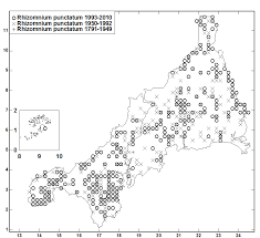 Attēlu rezultāti vaicājumam “Rhizomnium punctatum sporophyte”