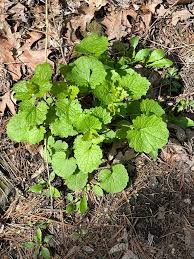 Image result for Alliaria petiolata