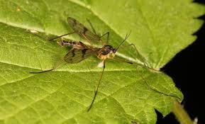 Attēlu rezultāti vaicājumam “Ptychoptera sp.”