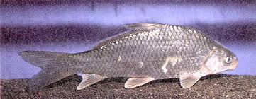 Image result for Carpiodes carpio