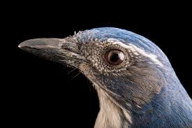 Attēlu rezultāti vaicājumam “Aphis jacobaeae”