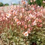 Image result for Alonsoa liniflora