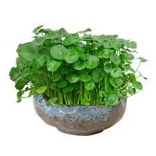 「香菇草」的圖片搜尋結果