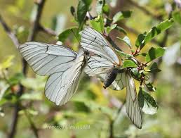 Attēlu rezultāti vaicājumam “Aporia crataegi female”