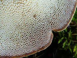 Attēlu rezultāti vaicājumam “Polyporus brumalis”