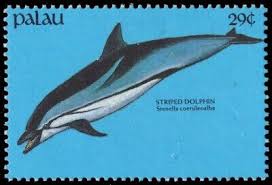 Image result for Stenella coeruleoalba