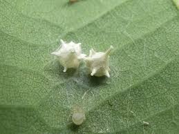 Attēlu rezultāti vaicājumam “Paidiscura pallens eggs”