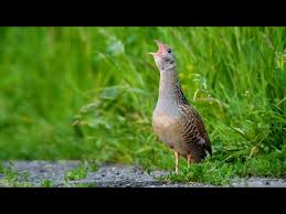 Attēlu rezultāti vaicājumam “Crex crex nest”