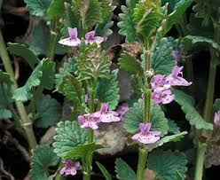 Attēlu rezultāti vaicājumam “Glechoma hederacea flower”
