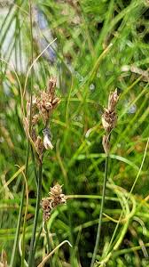 Attēlu rezultāti vaicājumam “Carex praecox”