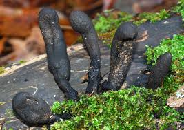 Attēlu rezultāti vaicājumam “Xylaria polymorpha”