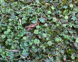 Attēlu rezultāti vaicājumam “Marchantia polymorpha”