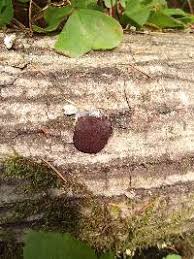 Attēlu rezultāti vaicājumam “Reticularia jurana”