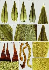 Attēlu rezultāti vaicājumam “Schistidium apocarpum”