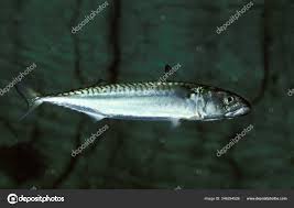 Image result for Scomber scombrus