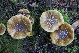 Attēlu rezultāti vaicājumam “Amanita regalis”