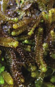 Attēlu rezultāti vaicājumam “Barbilophozia lycopodioides”