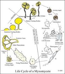 Attēlu rezultāti vaicājumam “Physarum rubiginosum plasmodium”