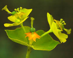Attēlu rezultāti vaicājumam “Euphorbia virgata leaf”