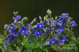 Image result for Veronica chamaedrys