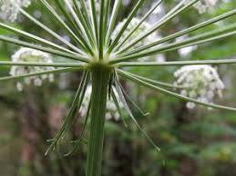 Attēlu rezultāti vaicājumam “Peucedanum oreoselinum”