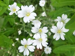 Image result for cerastium tomentosum