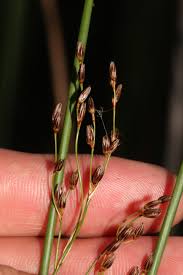 Attēlu rezultāti vaicājumam “Juncus balticus”