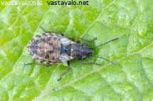 Attēlu rezultāti vaicājumam “Nithecus jacobaeae”