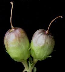 Attēlu rezultāti vaicājumam “Linaria vulgaris bud”