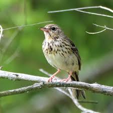 Attēlu rezultāti vaicājumam “Anthus trivialis adult”