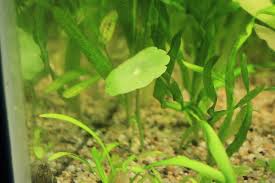 「扭蘭」的圖片搜尋結果