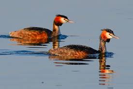 Image result for Welsh Harp Sailing Association