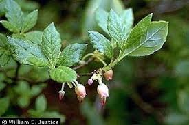 Attēlu rezultāti vaicājumam “Menziesia ferruginea”