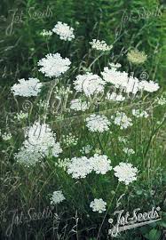 Attēlu rezultāti vaicājumam “Daucus carota subsp. carota leaf”