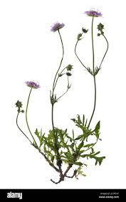 Image result for Knautia arvensis