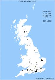 Attēlu rezultāti vaicājumam “Xysticus bifasciatus female”