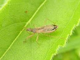 Attēlu rezultāti vaicājumam “Nabis limbatus”