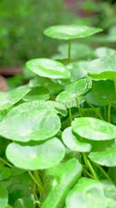 Attēlu rezultāti vaicājumam “Hydrocotyle vulgaris flower”