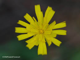 Attēlu rezultāti vaicājumam “Hieracium murorum flower”