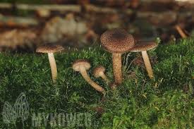 Attēlu rezultāti vaicājumam “Inocybe lanuginosa”