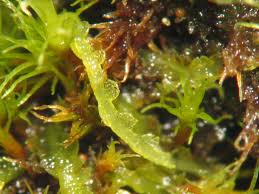 Attēlu rezultāti vaicājumam “Cephalozia connivens”