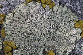 Attēlu rezultāti vaicājumam “Lecanora muralis”