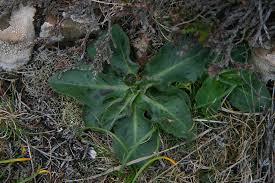 Attēlu rezultāti vaicājumam “Hypochaeris maculata”