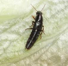 Attēlu rezultāti vaicājumam “Quedius dilatatus”