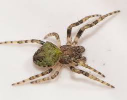 Attēlu rezultāti vaicājumam “Gibbaranea gibbosa”